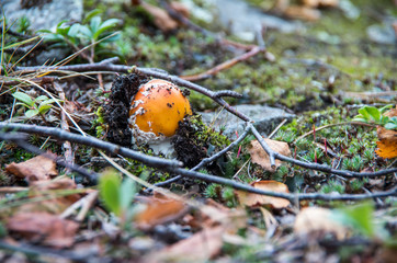 A mushroom breaking through the moss