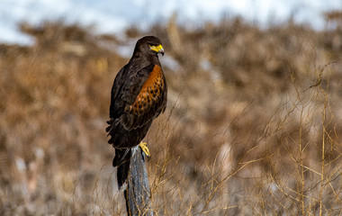 A Beautiful Harris's Hawk Perched on a Fence Post