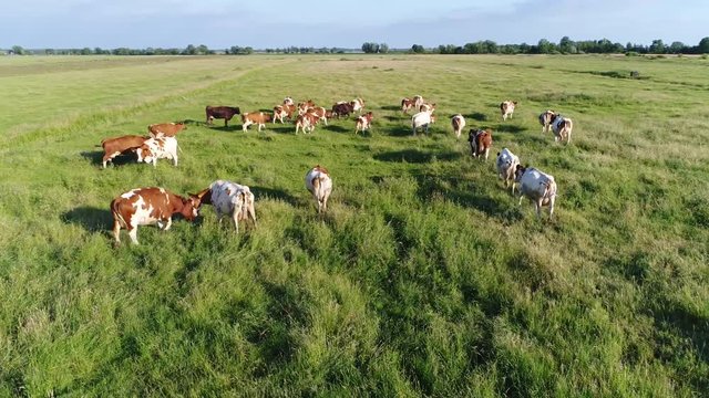 Aerial view of dutch red cattle walking over grass field