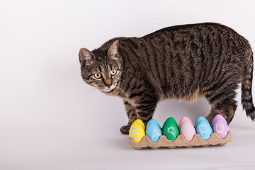 Fototapeta na wymiar Tabby cat with a carton of Easter eggs