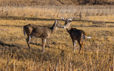A white-tail Deer Couple Showing Affection