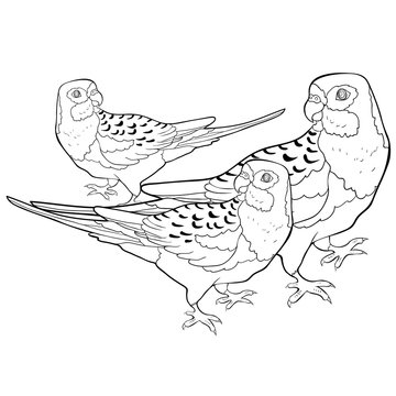 coloring  exotic tropics parrot roseella. vector illustration