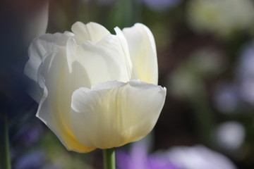 White Lacey Edge Tulip 