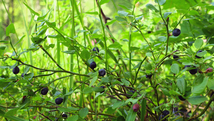 Blueberries growing in forest. Raw fresh blueberries close-up.