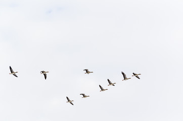 Geese formation flying upwards