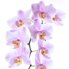 Fototapeta na wymiar High Key Phalaenopsis Orchidee