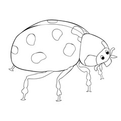 coloring  is ladybug insect nature.  illustration