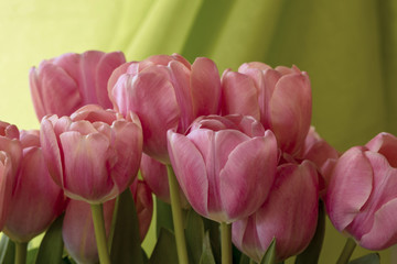 Fototapeta premium Romantic bouquet of pink tulips (Tulipa, Liliaceae) in front of a green background