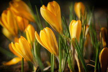 Flowerbed of crocus, garden flowers of spring
