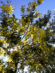 mimosa tree in bloom at dawn