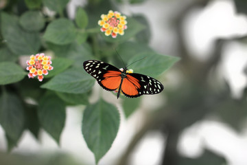 Schmetterling