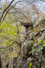 Steinbock Junges wagt sich gefährlich weit auf Fels vor Abgrund
