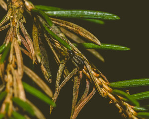 A Young Spider on a Pine Tree Branch, Macro Split Toning Shallow Depth of Field