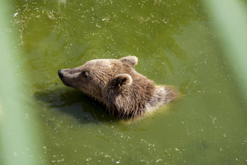 brown bear in the lake