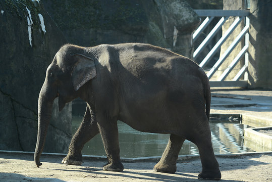 Elefanten in einem Tierpark, Elefantenbaby