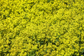 Ladys mantle, (Alchemilla) © Bernhard