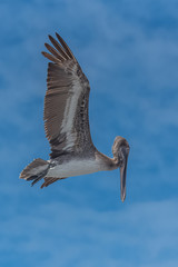 Brown pelican, bird flying in blue sky in Guadeloupe
