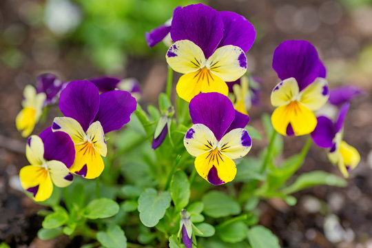Fototapeta Pretty violas flowering in the home garden.