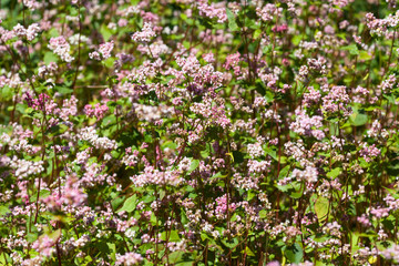 Buckwheat plant(Fagopyrum)