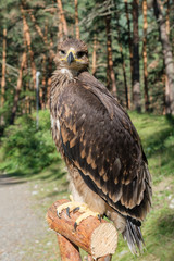 Falco cherrug, bird of prey