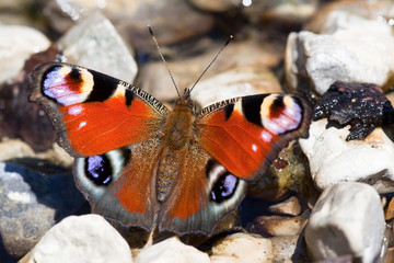 European Peacock butterfly (Inachis io)