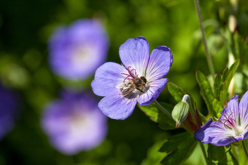 Geranium, (Geranium wlassovianum)