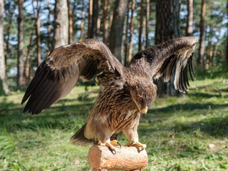 Falco cherrug, bird of prey © Valerii