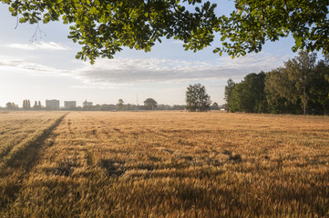 Widok na pole z pszenica na horyzoncie budynki 