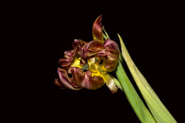 Tulpe verwelkte