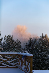hoar frost on tree