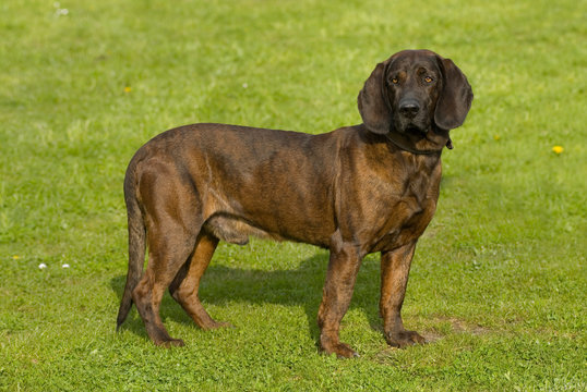 Hannoverscher Schwei&szlig;hund in einer Wiese