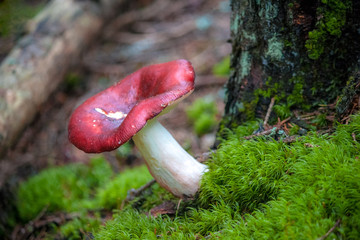 Russula xerampelina, also known as the crab brittlegill or the shrimp mushroom in forest. - obrazy, fototapety, plakaty