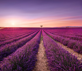 Fototapeta na wymiar Lavender and lonely trees uphill on sunset. Provence, France