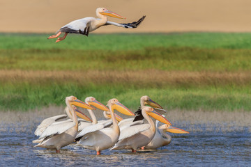 white pelicans (pelecanus onocrotalus)