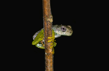 Lund's treefrog perched on a branch