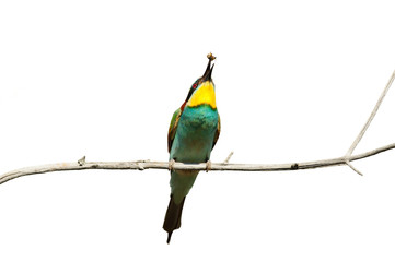 European bee-eater juggles a caught wasp, sitting on a branch (isolated on a white background).