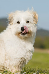 Coton de Tuléar schleckt sich das Maul