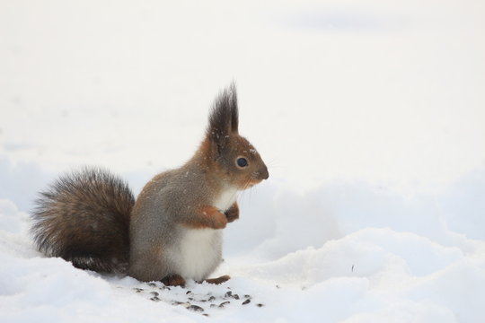 fluffy red squirrel on the snow in the park © Sergey