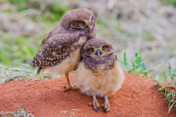 Youngs Burrowing Owl