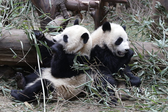 Little Panda Cubs Sit Side by Side eeating Bamboo Leaves, China