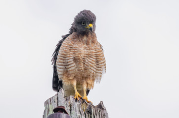 Roadside Hawk with feathers bristling