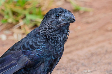 Smooth-billed Ani portrait