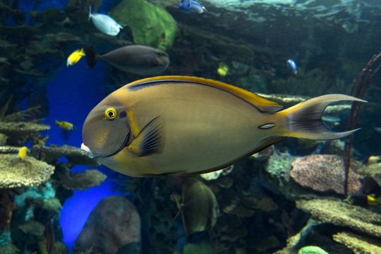 Male Blonde Naso Tang - sea tropical fish, close up