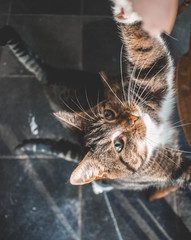 Obraz premium Cats trying to catch a treat
