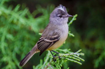 White-crested Tyrannulet portrait