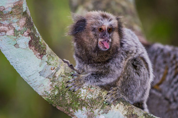 Baby marmoset perched on a tree