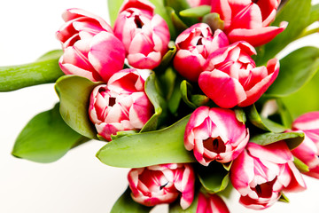 A bouquet of blooming tulips