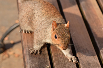 Squirrel stealing almonds from a woman in the park