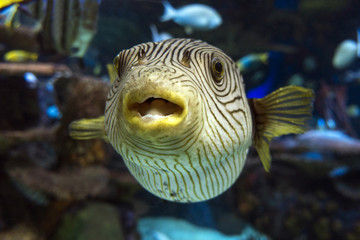 Reticulated pufferfish Arothron reticularis - sea and ocean tropical fish © mirecca