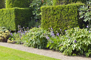 Trimmed yew hedge, flowering plants by a small stone path and lawn, in a summer English garden .